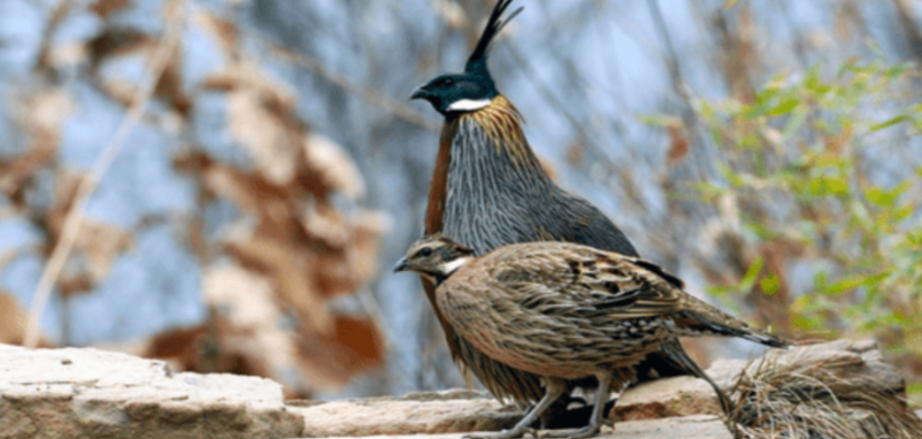 koklass-pheasant-in-kufri